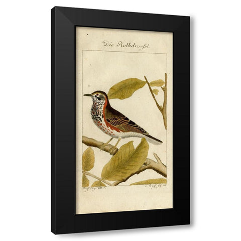 Die Rothdrosfel Black Modern Wood Framed Art Print by Art Licensing Studio
