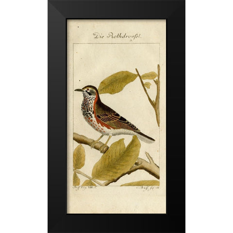 Die Rothdrosfel Black Modern Wood Framed Art Print by Art Licensing Studio