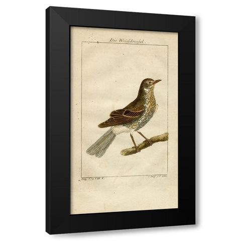 Die Weisfdrosfel Black Modern Wood Framed Art Print by Art Licensing Studio