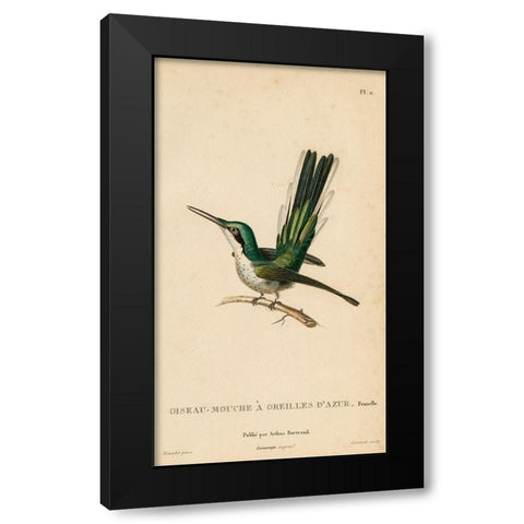 Oiseau-Mouche A Oreilles DAzur Black Modern Wood Framed Art Print by Art Licensing Studio