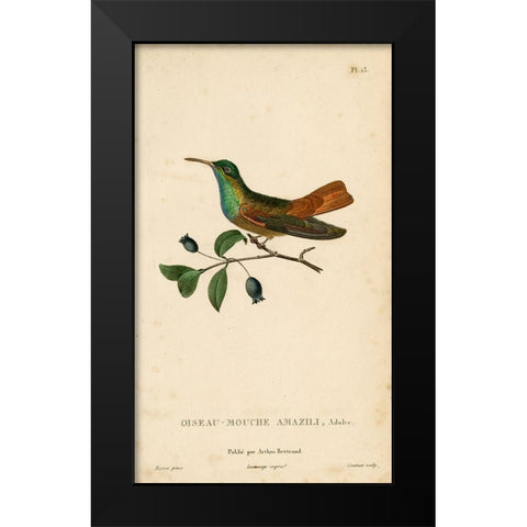 Oiseau-Mouche Amazili Black Modern Wood Framed Art Print by Art Licensing Studio