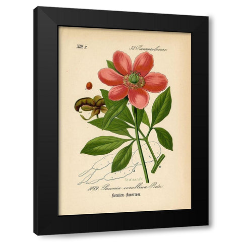 Paeonia Corallina Black Modern Wood Framed Art Print by Art Licensing Studio