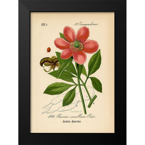 Paeonia Corallina Black Modern Wood Framed Art Print by Art Licensing Studio