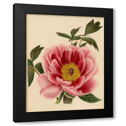 Paeonia Montan Black Modern Wood Framed Art Print by Art Licensing Studio