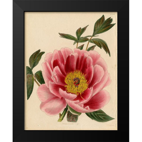 Paeonia Montan Black Modern Wood Framed Art Print by Art Licensing Studio