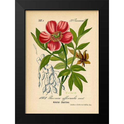 Paeonia Officinalis Black Modern Wood Framed Art Print by Art Licensing Studio