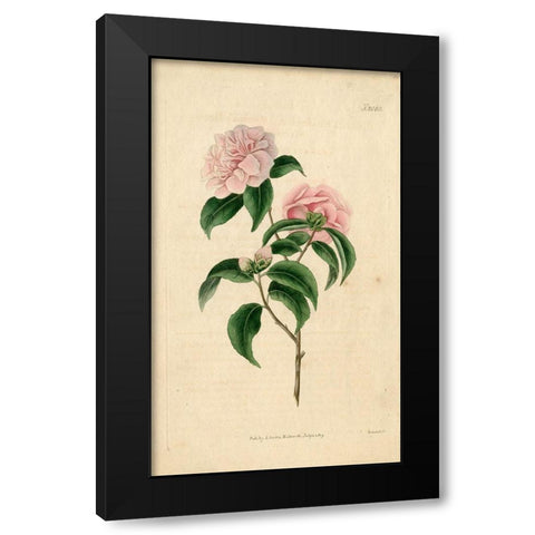 Pink Rose Black Modern Wood Framed Art Print by Art Licensing Studio