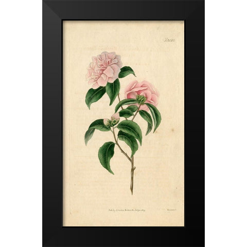 Pink Rose Black Modern Wood Framed Art Print by Art Licensing Studio