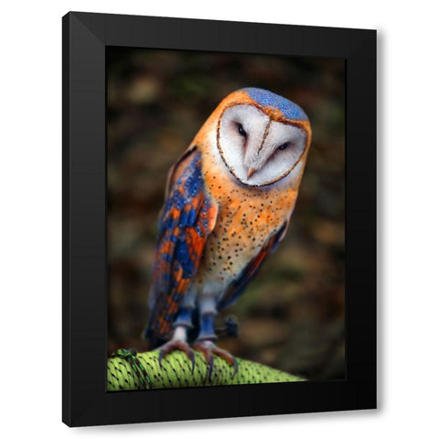 Cute Owl Black Modern Wood Framed Art Print with Double Matting by Heine, Ben