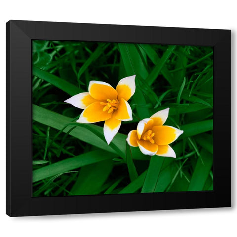 Birth Black Modern Wood Framed Art Print by Heine, Ben