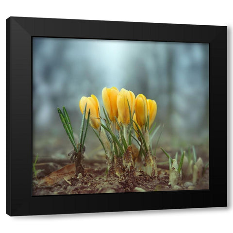 Crocuses Black Modern Wood Framed Art Print by Heine, Ben