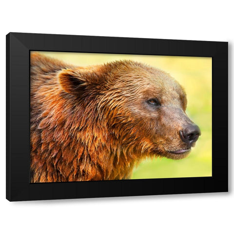 Cute Bear 2 Black Modern Wood Framed Art Print by Heine, Ben