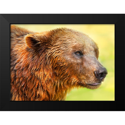 Cute Bear 2 Black Modern Wood Framed Art Print by Heine, Ben