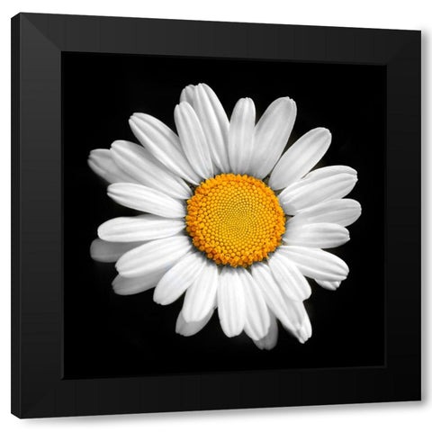 There is a Sun in Every Flower Black Modern Wood Framed Art Print by Heine, Ben