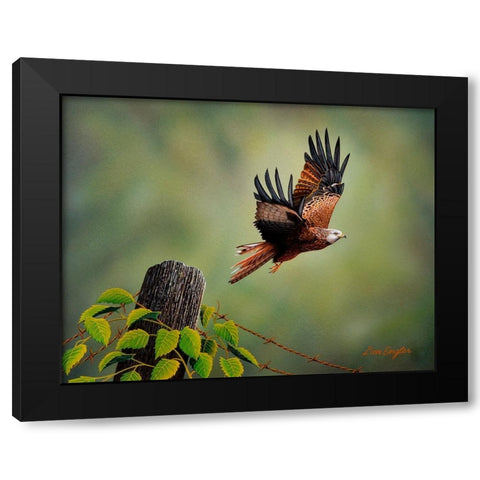 Red Kite Black Modern Wood Framed Art Print with Double Matting by Engler, Don