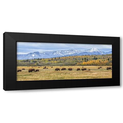 Grand Teton Bison Grazing Black Modern Wood Framed Art Print by Galloimages Online