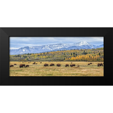 Grand Teton Bison Grazing Black Modern Wood Framed Art Print by Galloimages Online