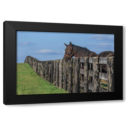 Hanging Out Black Modern Wood Framed Art Print with Double Matting by Galloimages Online