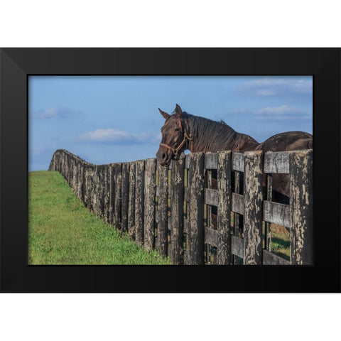 Hanging Out Black Modern Wood Framed Art Print by Galloimages Online