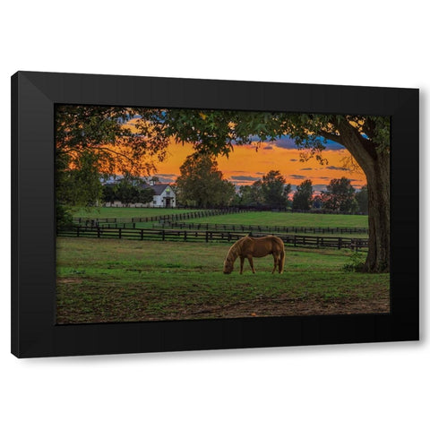 Horse Farm Sunset Black Modern Wood Framed Art Print with Double Matting by Galloimages Online