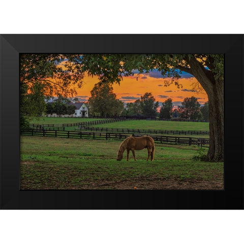 Horse Farm Sunset Black Modern Wood Framed Art Print by Galloimages Online