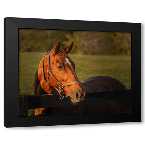 Horse Portrait Black Modern Wood Framed Art Print by Galloimages Online