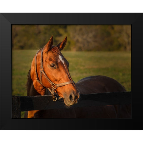 Horse Portrait Black Modern Wood Framed Art Print by Galloimages Online