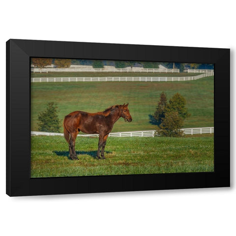 Out Standing In His Field (Oil Paint) Black Modern Wood Framed Art Print with Double Matting by Galloimages Online