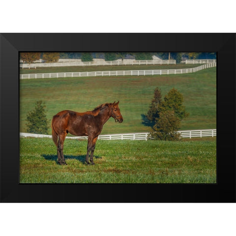 Out Standing In His Field (Oil Paint) Black Modern Wood Framed Art Print by Galloimages Online