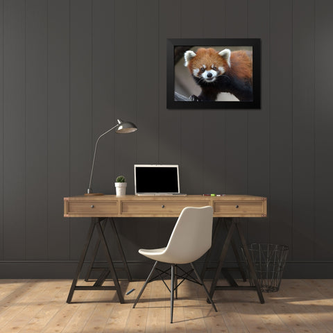 Red Panda Black Modern Wood Framed Art Print by Galloimages Online