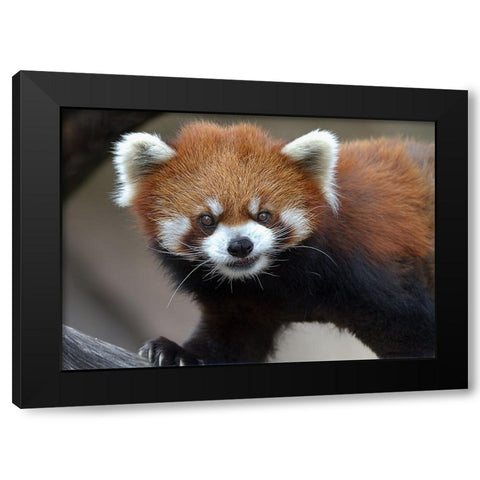 Red Panda Black Modern Wood Framed Art Print with Double Matting by Galloimages Online