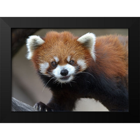 Red Panda Black Modern Wood Framed Art Print by Galloimages Online