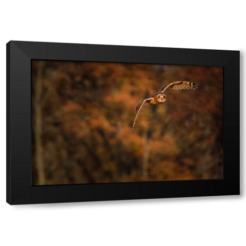 Short Eared Owl Black Modern Wood Framed Art Print with Double Matting by Galloimages Online
