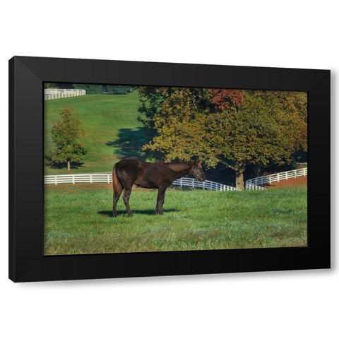 The Mane Event Black Modern Wood Framed Art Print with Double Matting by Galloimages Online