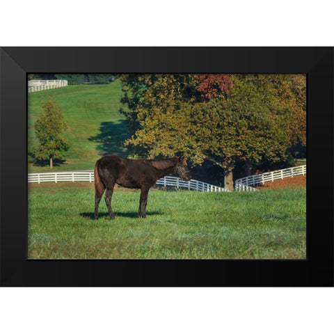 The Mane Event Black Modern Wood Framed Art Print by Galloimages Online