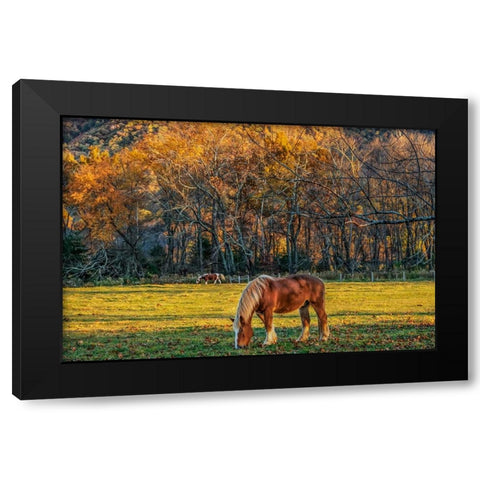 Cades Cove Horses At Sunset Black Modern Wood Framed Art Print with Double Matting by Galloimages Online