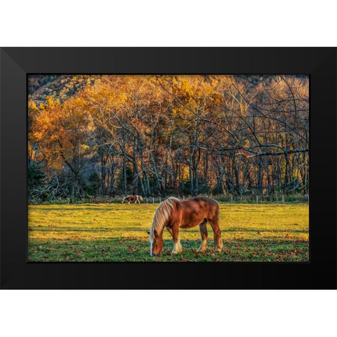 Cades Cove Horses At Sunset Black Modern Wood Framed Art Print by Galloimages Online