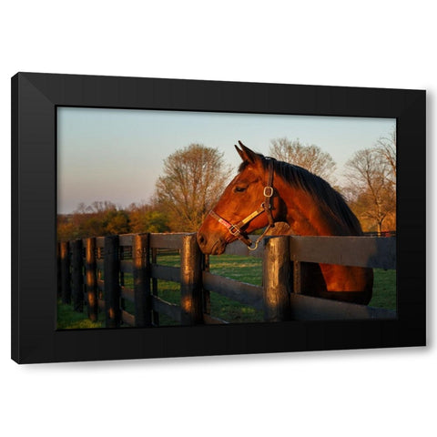 Horse At Sunset Black Modern Wood Framed Art Print with Double Matting by Galloimages Online