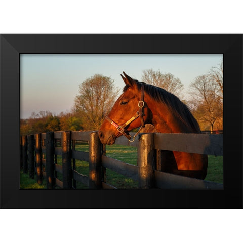 Horse At Sunset Black Modern Wood Framed Art Print by Galloimages Online