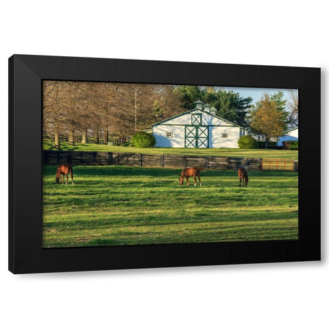Horse Farm Landscape Black Modern Wood Framed Art Print by Galloimages Online