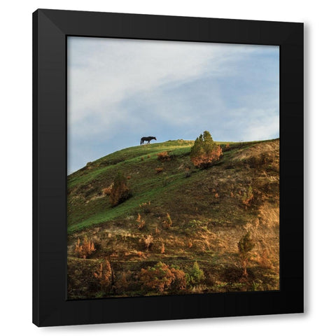 Horse On Hill (TRNP) Black Modern Wood Framed Art Print with Double Matting by Galloimages Online