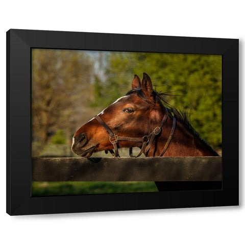 Horse Portrait Black Modern Wood Framed Art Print with Double Matting by Galloimages Online
