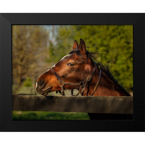 Horse Portrait Black Modern Wood Framed Art Print by Galloimages Online