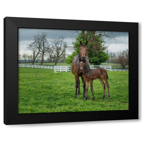Mare And Foal 2 Black Modern Wood Framed Art Print with Double Matting by Galloimages Online