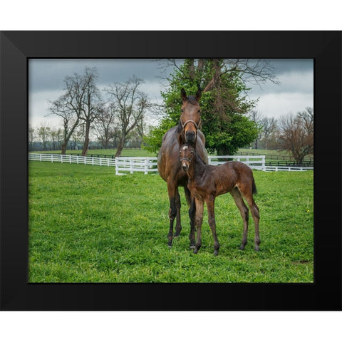 Mare And Foal 2 Black Modern Wood Framed Art Print by Galloimages Online