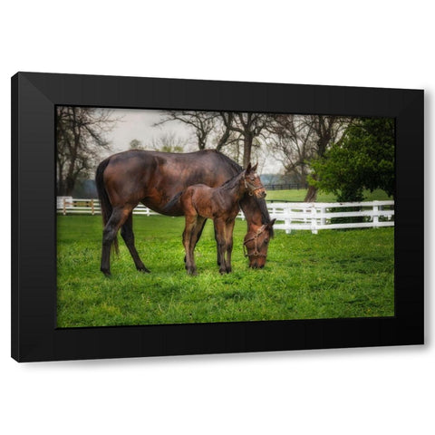 Mare And Foal Together Black Modern Wood Framed Art Print with Double Matting by Galloimages Online