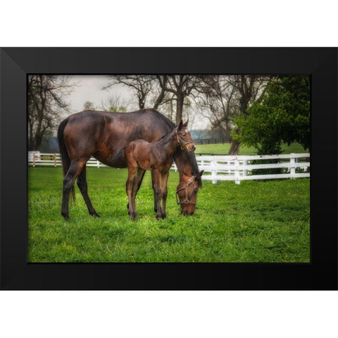 Mare And Foal Together Black Modern Wood Framed Art Print by Galloimages Online