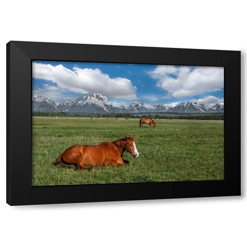 Teton Horses Black Modern Wood Framed Art Print with Double Matting by Galloimages Online