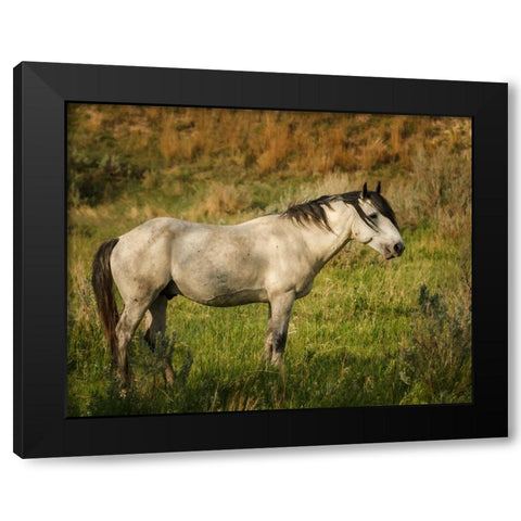 Wild Horse Black Modern Wood Framed Art Print with Double Matting by Galloimages Online