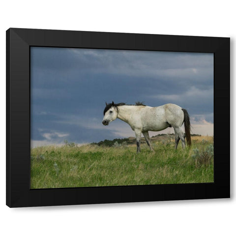 Wild Horse - Stallion (Storm) Black Modern Wood Framed Art Print with Double Matting by Galloimages Online